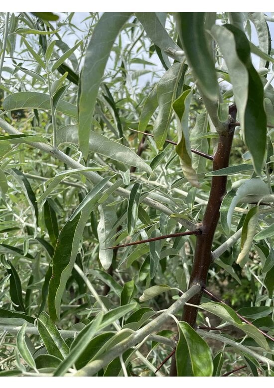 Schmalblättrige Ölweide - Mehrstämmig | Elaeagnus angustifolia