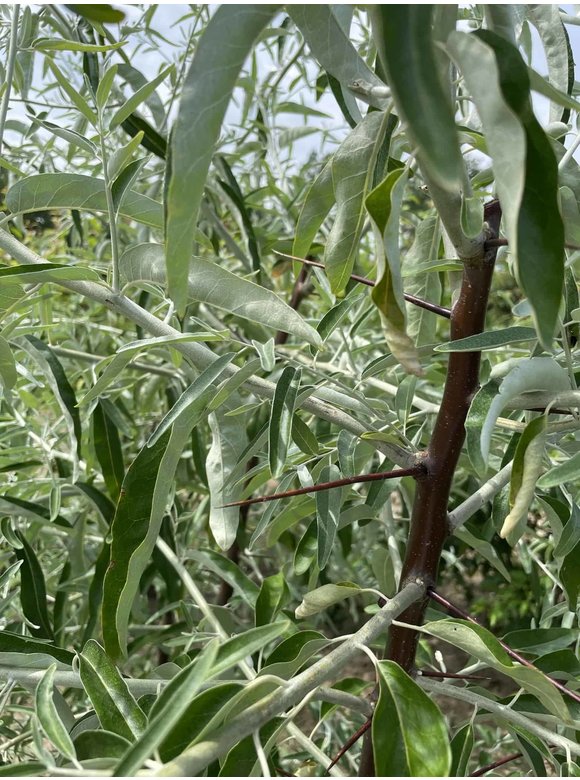 Schmalblättrige Ölweide - Mehrstämmig | Elaeagnus angustifolia Schmalblättrige Ölweide - Mehrstämmig | Elaeagnus angustifolia