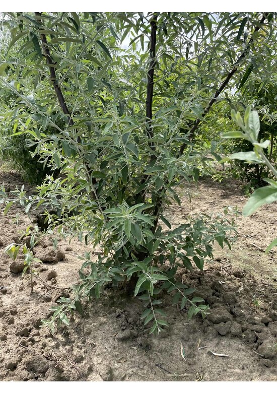 Schmalblättrige Ölweide - Mehrstämmig | Elaeagnus angustifolia