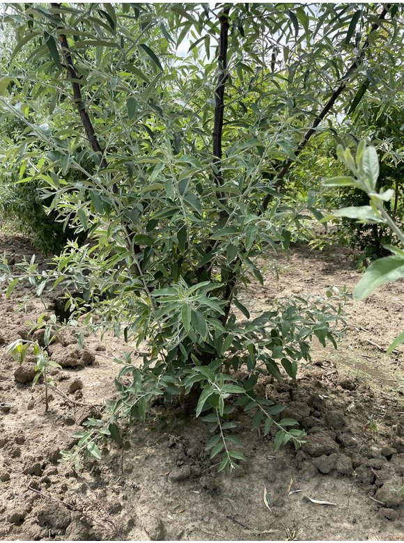 Schmalblättrige Ölweide - Mehrstämmig | Elaeagnus angustifolia Schmalblättrige Ölweide - Mehrstämmig | Elaeagnus angustifolia