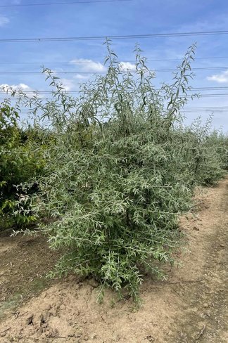 Schmalblättrige Ölweide - Mehrstämmig | Elaeagnus angustifolia
