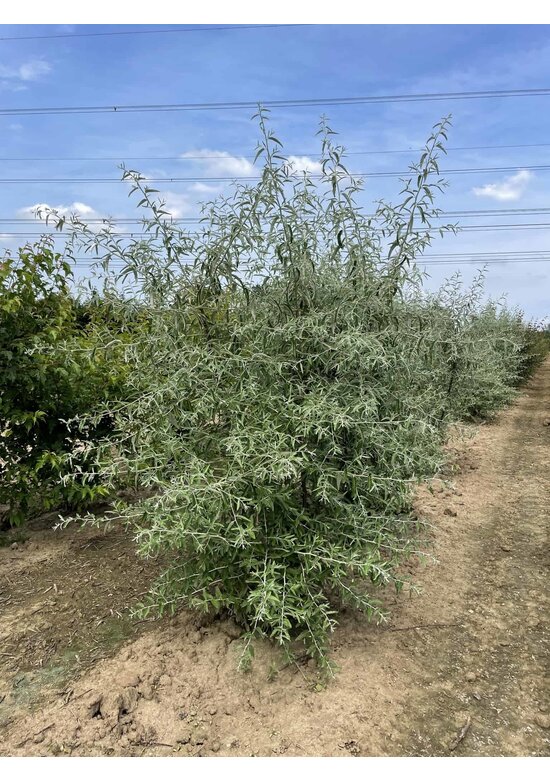 Schmalblättrige Ölweide - Mehrstämmig | Elaeagnus angustifolia