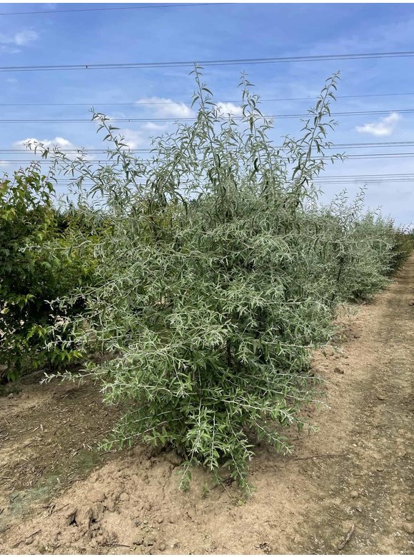 Schmalblättrige Ölweide - Mehrstämmig | Elaeagnus angustifolia Schmalblättrige Ölweide - Mehrstämmig | Elaeagnus angustifolia