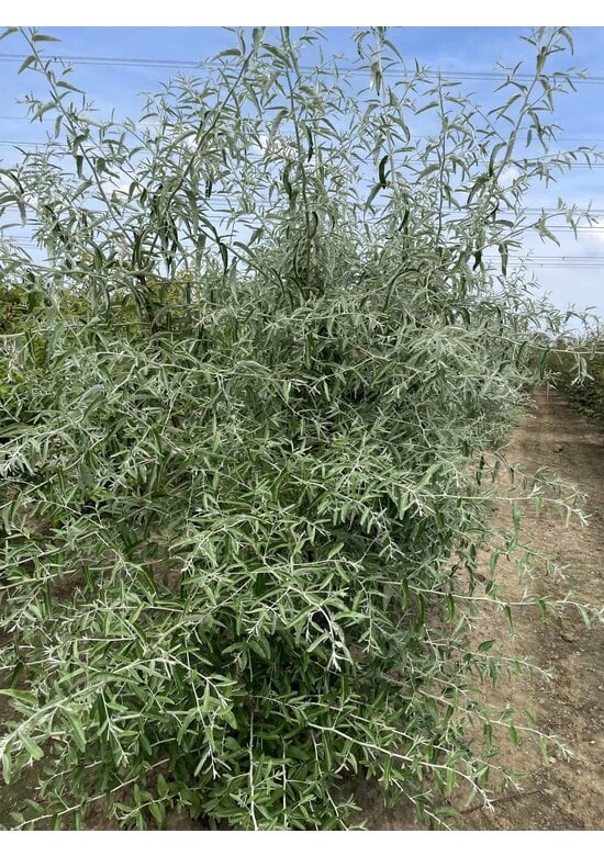 Schmalblättrige Ölweide - Mehrstämmig | Elaeagnus angustifolia