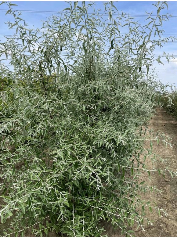 Schmalblättrige Ölweide - Mehrstämmig | Elaeagnus angustifolia Schmalblättrige Ölweide - Mehrstämmig | Elaeagnus angustifolia