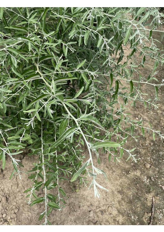 Schmalblättrige Ölweide - Mehrstämmig | Elaeagnus angustifolia