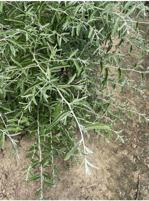 Schmalblättrige Ölweide - Mehrstämmig | Elaeagnus angustifolia Schmalblättrige Ölweide - Mehrstämmig | Elaeagnus angustifolia