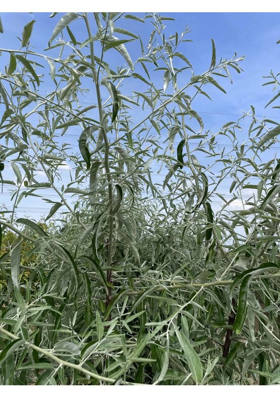 Schmalblättrige Ölweide - Mehrstämmig | Elaeagnus angustifolia