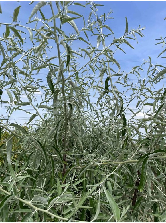 Schmalblättrige Ölweide - Mehrstämmig | Elaeagnus angustifolia Schmalblättrige Ölweide - Mehrstämmig | Elaeagnus angustifolia