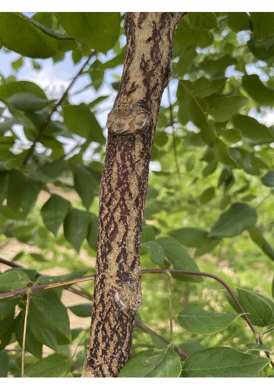Geweihbaum - Mehrstämmig | Gymnocladus dioica