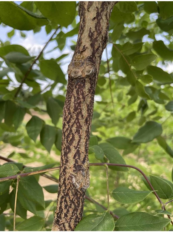 Geweihbaum - Mehrstämmig | Gymnocladus dioica Geweihbaum - Mehrstämmig | Gymnocladus dioica