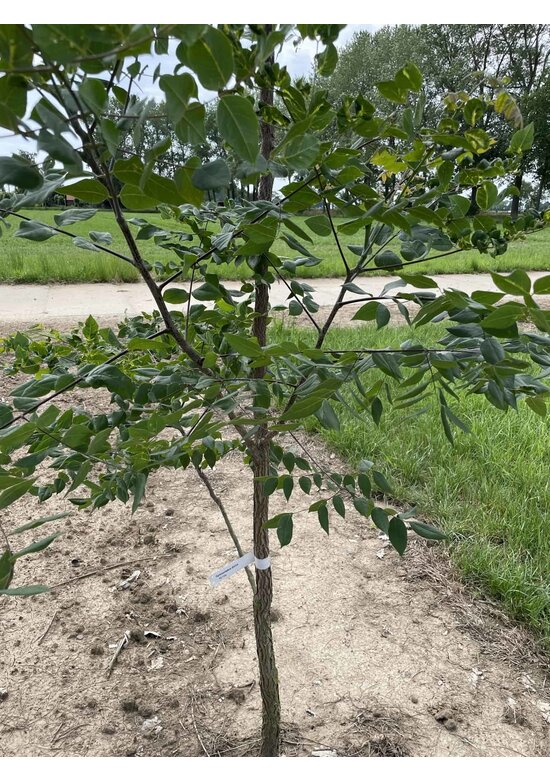 Geweihbaum - Mehrstämmig | Gymnocladus dioica