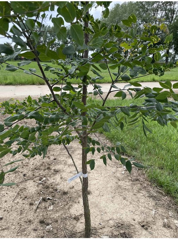 Geweihbaum - Mehrstämmig | Gymnocladus dioica Geweihbaum - Mehrstämmig | Gymnocladus dioica