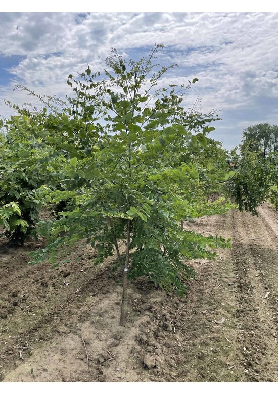 Geweihbaum - Mehrstämmig | Gymnocladus dioica