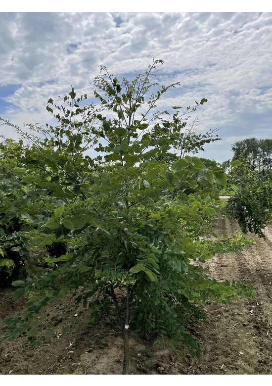 Geweihbaum - Mehrstämmig | Gymnocladus dioica