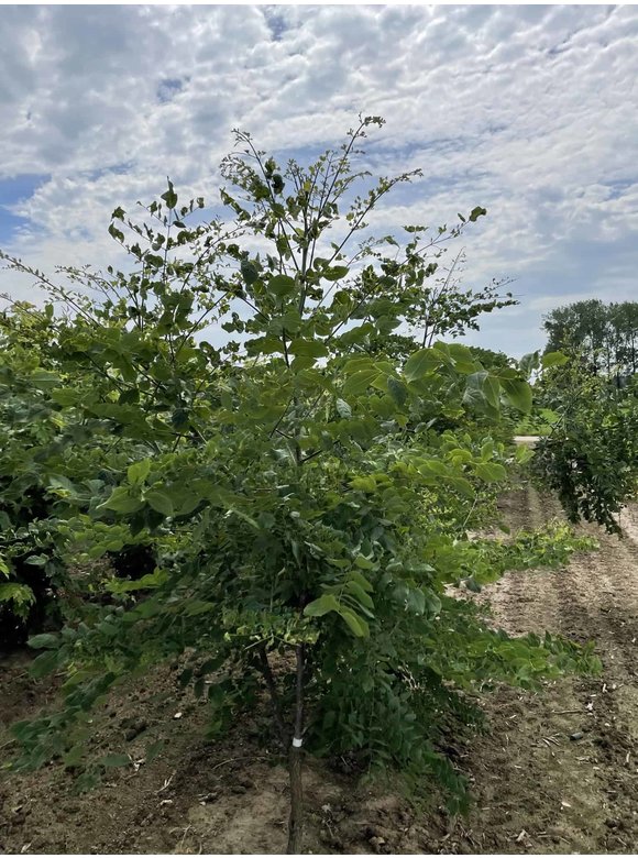 Geweihbaum - Mehrstämmig | Gymnocladus dioica Geweihbaum - Mehrstämmig | Gymnocladus dioica