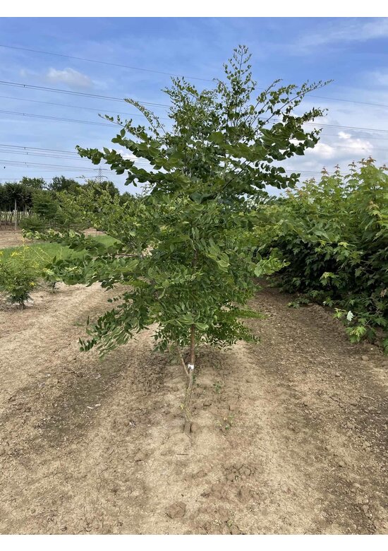 Geweihbaum - Mehrstämmig | Gymnocladus dioica