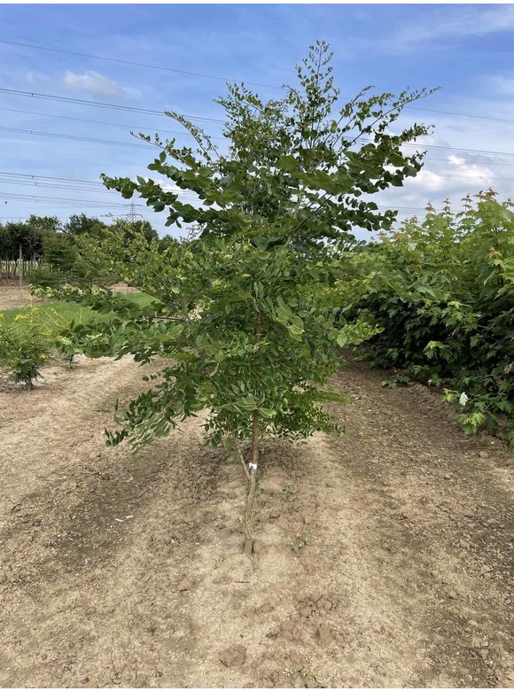 Geweihbaum - Mehrstämmig | Gymnocladus dioica Geweihbaum - Mehrstämmig | Gymnocladus dioica