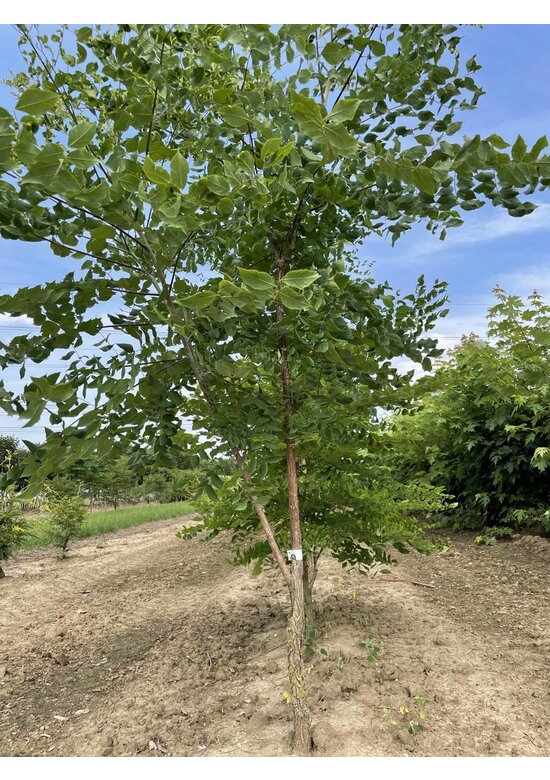 Geweihbaum - Mehrstämmig | Gymnocladus dioica