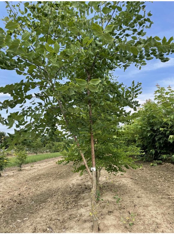 Geweihbaum - Mehrstämmig | Gymnocladus dioica Geweihbaum - Mehrstämmig | Gymnocladus dioica