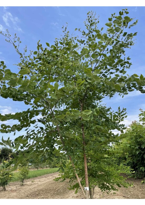 Geweihbaum - Mehrstämmig | Gymnocladus dioica