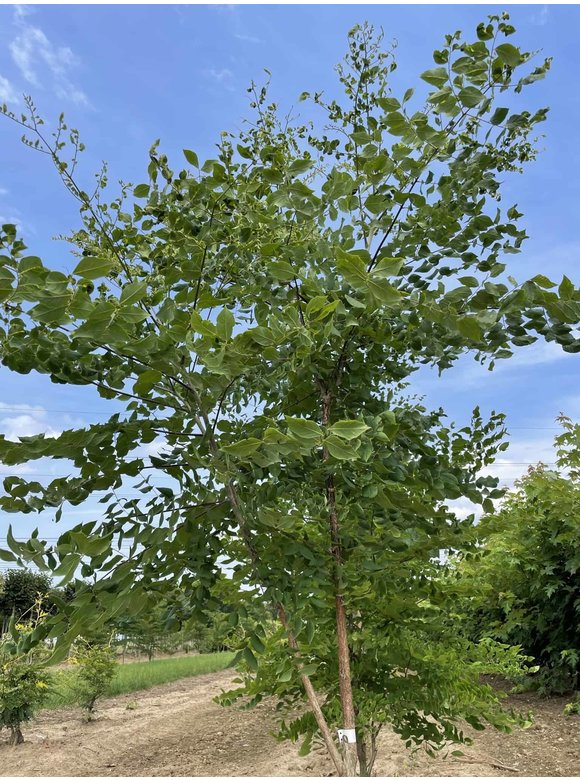 Geweihbaum - Mehrstämmig | Gymnocladus dioica Geweihbaum - Mehrstämmig | Gymnocladus dioica