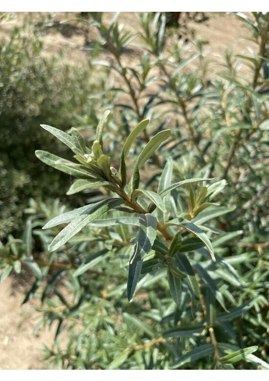 Sanddorn - Mehrstämmig | Hippophae rhamnoides