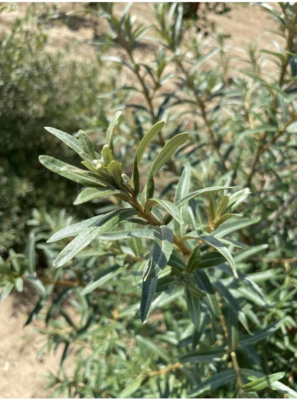 Sanddorn - Mehrstämmig | Hippophae rhamnoides Sanddorn - Mehrstämmig | Hippophae rhamnoides
