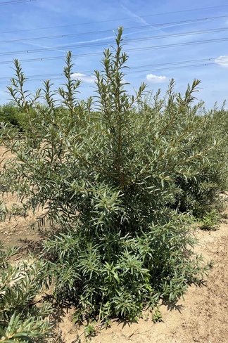 Sanddorn - Mehrstämmig | Hippophae rhamnoides