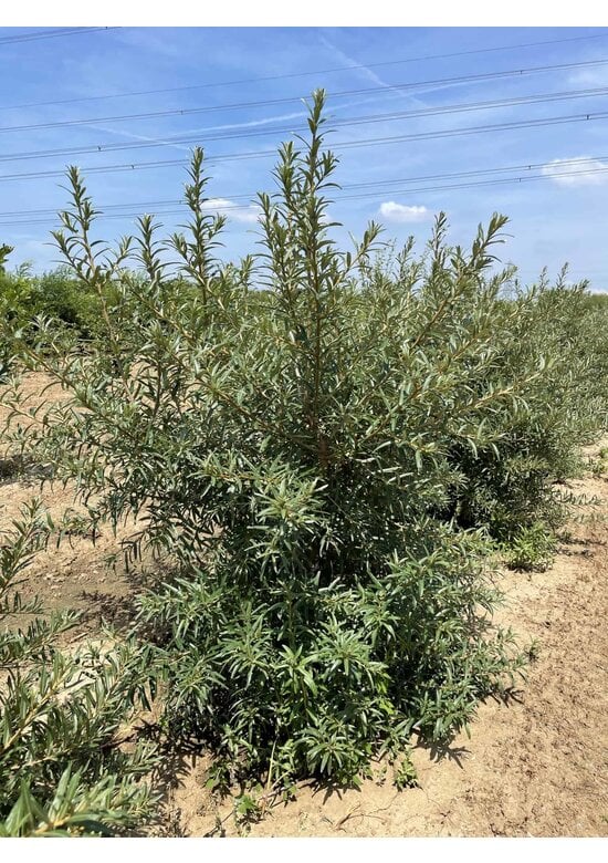 Sanddorn - Mehrstämmig | Hippophae rhamnoides