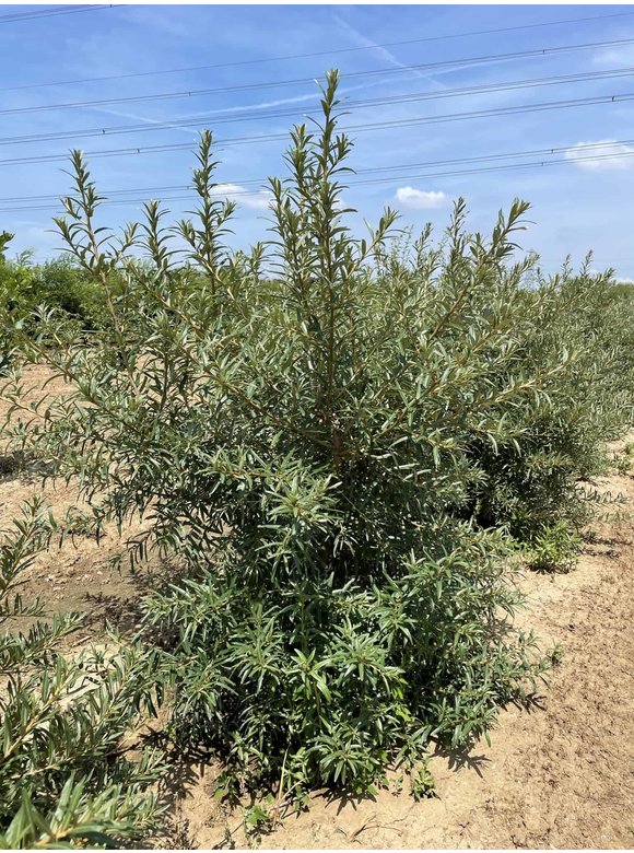 Sanddorn - Mehrstämmig | Hippophae rhamnoides Sanddorn - Mehrstämmig | Hippophae rhamnoides