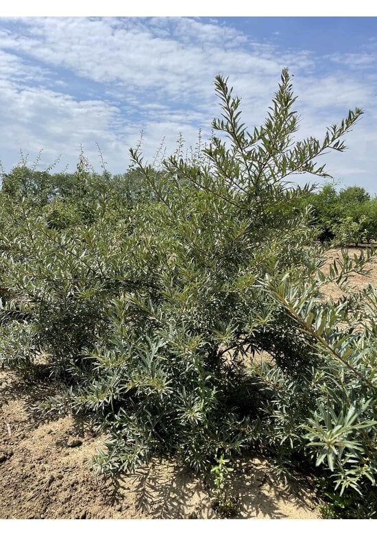 Sanddorn - Mehrstämmig | Hippophae rhamnoides