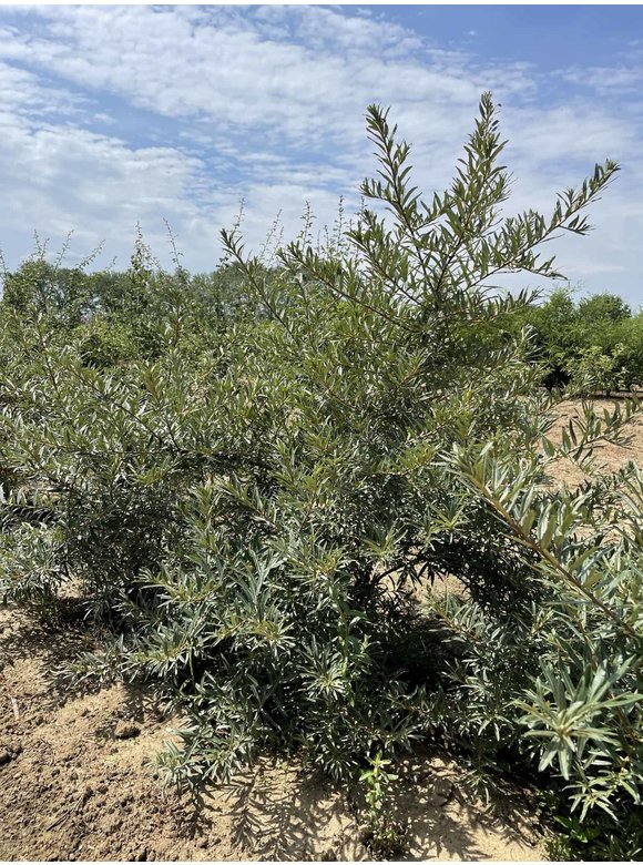 Sanddorn - Mehrstämmig | Hippophae rhamnoides Sanddorn - Mehrstämmig | Hippophae rhamnoides