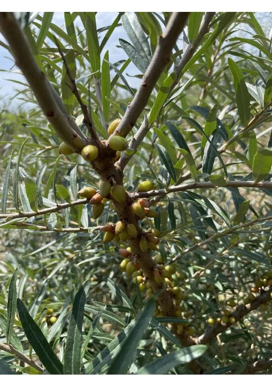 Sanddorn - Mehrstämmig | Hippophae rhamnoides