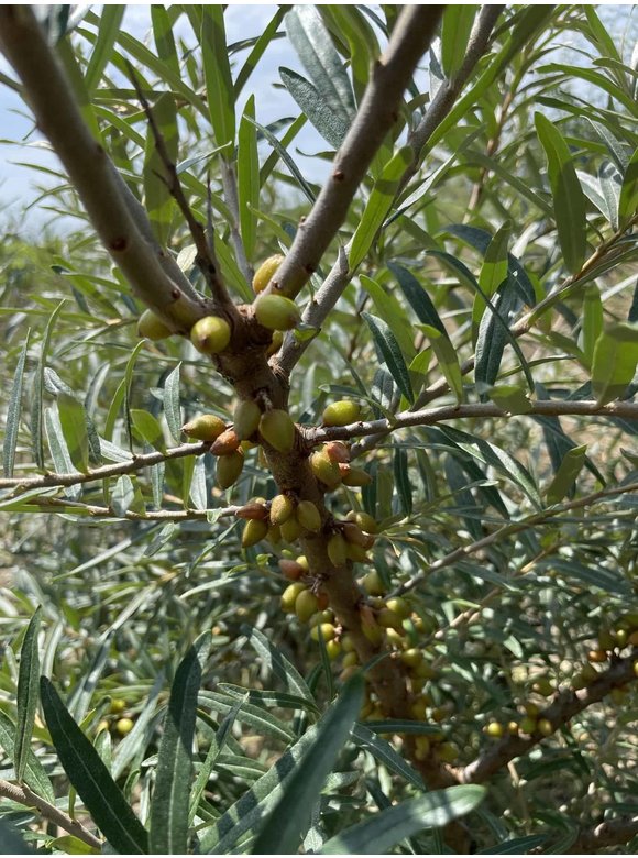 Sanddorn - Mehrstämmig | Hippophae rhamnoides Sanddorn - Mehrstämmig | Hippophae rhamnoides