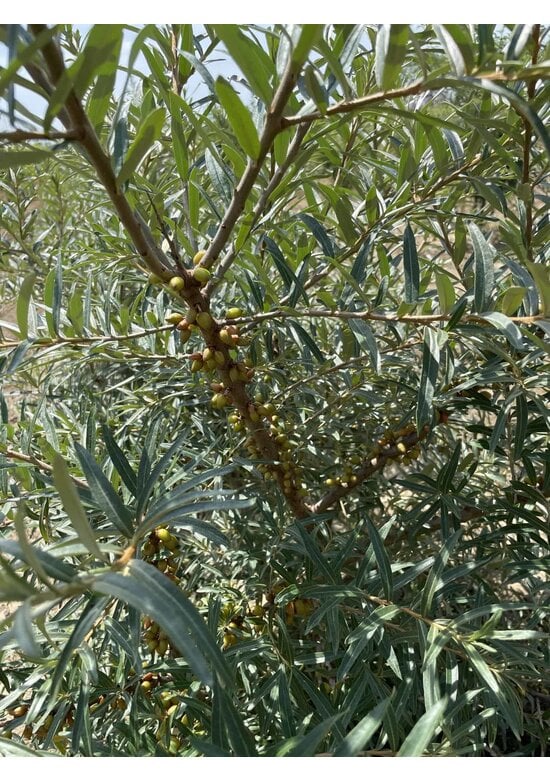 Sanddorn - Mehrstämmig | Hippophae rhamnoides