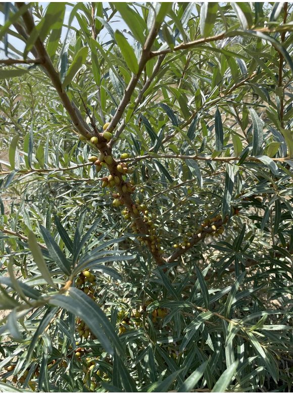 Sanddorn - Mehrstämmig | Hippophae rhamnoides Sanddorn - Mehrstämmig | Hippophae rhamnoides
