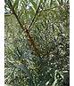 Sanddorn - Mehrstämmig | Hippophae rhamnoides