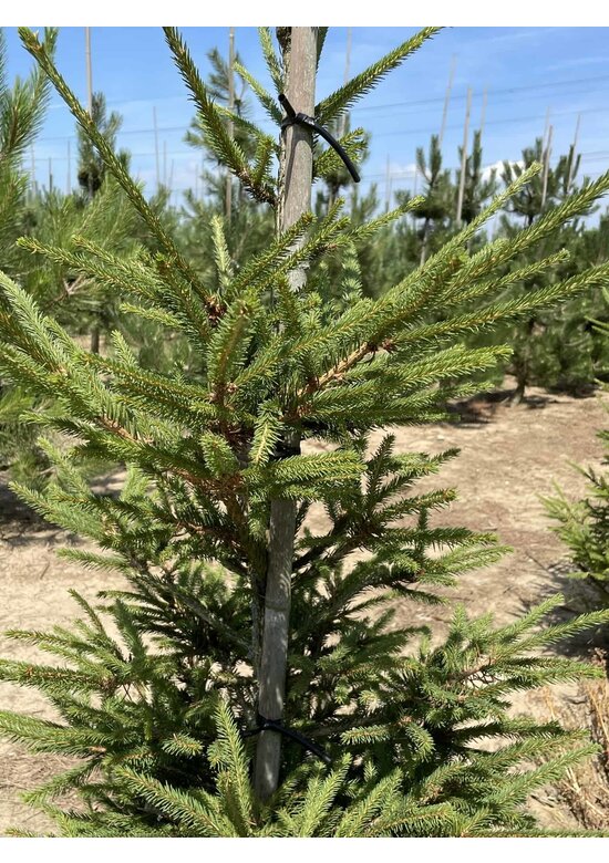 Gemeine Fichte - Rottanne - Rotfichte | Picea abies