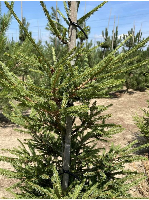 Gemeine Fichte - Rottanne - Rotfichte | Picea abies Gemeine Fichte - Rottanne - Rotfichte | Picea abies