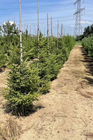 Gemeine Fichte - Rottanne - Rotfichte | Picea abies