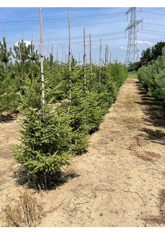 Gemeine Fichte - Rottanne - Rotfichte | Picea abies