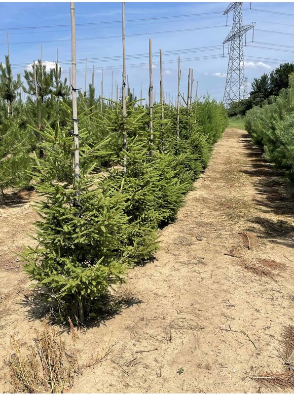 Gemeine Fichte - Rottanne - Rotfichte | Picea abies Gemeine Fichte - Rottanne - Rotfichte | Picea abies