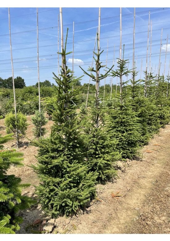 Gemeine Fichte - Rottanne - Rotfichte | Picea abies