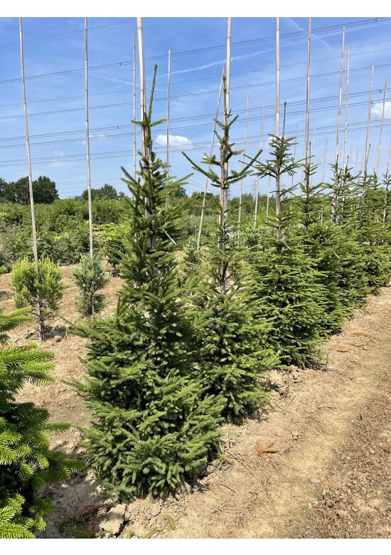 Gemeine Fichte - Rottanne - Rotfichte | Picea abies