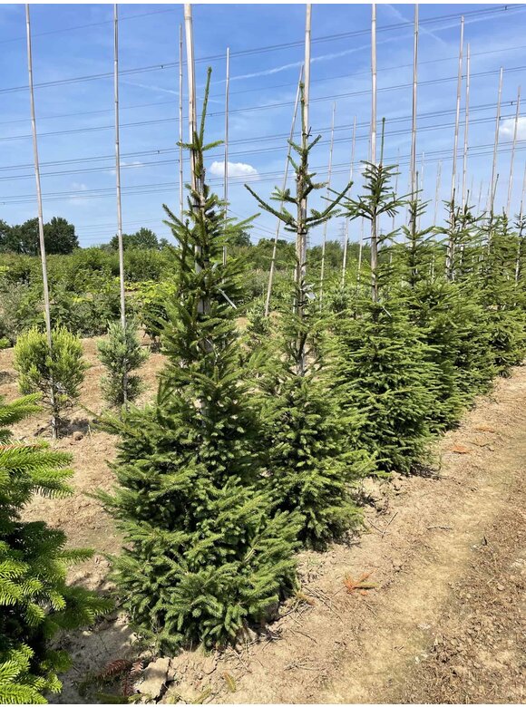 Gemeine Fichte - Rottanne - Rotfichte | Picea abies Gemeine Fichte - Rottanne - Rotfichte | Picea abies