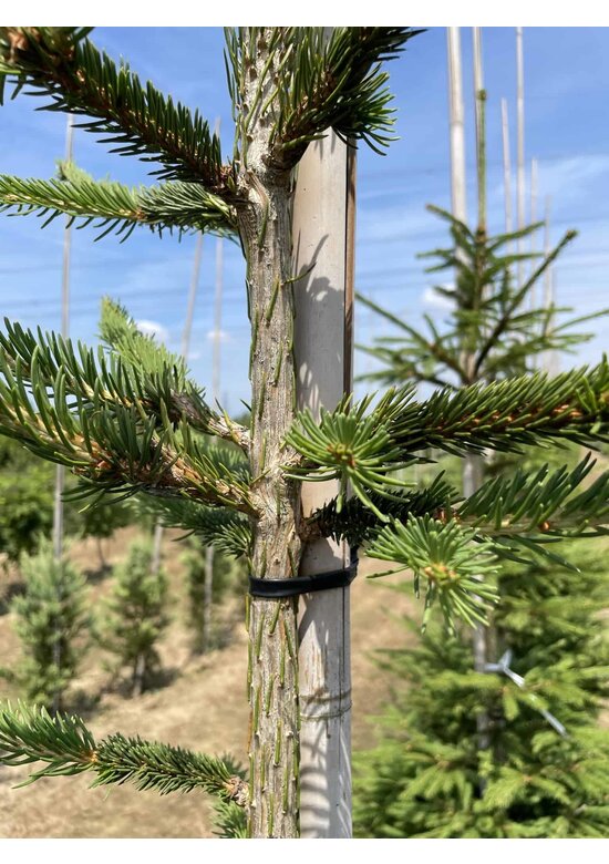 Gemeine Fichte - Rottanne - Rotfichte | Picea abies