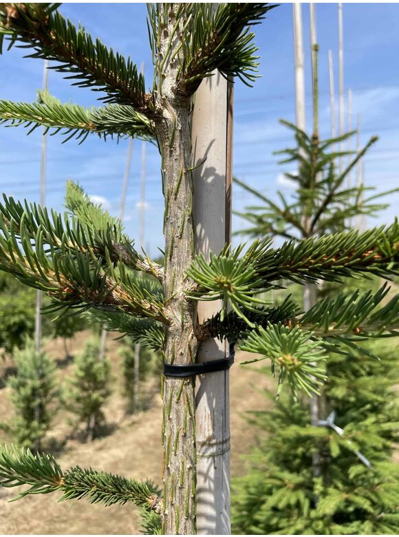 Gemeine Fichte - Rottanne - Rotfichte | Picea abies Gemeine Fichte - Rottanne - Rotfichte | Picea abies