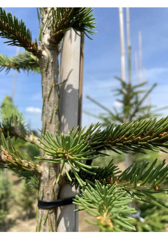 Gemeine Fichte - Rottanne - Rotfichte | Picea abies