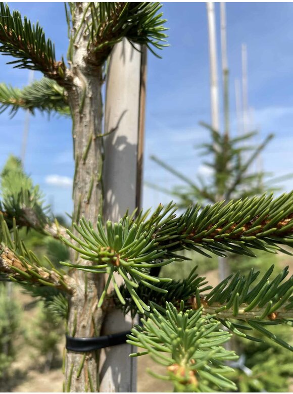Gemeine Fichte - Rottanne - Rotfichte | Picea abies Gemeine Fichte - Rottanne - Rotfichte | Picea abies